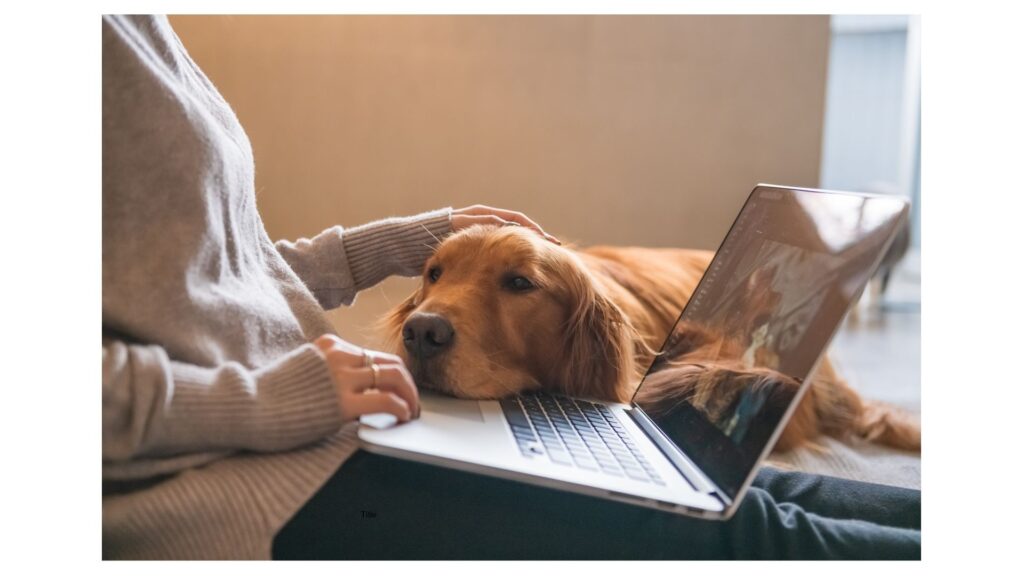 Dog resting his head on a laptop